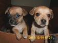 3 Chichuahua Puppies
