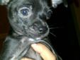 3 MONTH OLD CHIHUAHUA PUPPIES :: $350!!