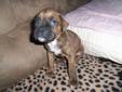 4 BEAUTIFUL BOXER PUPPIES!! PRICE REDUCED!!