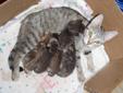 4 Kittens & Mom NEED GONE
