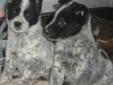 5 adorable Blue Heeler Pups