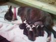 5 BOSTON TERRIER PUPPIES ALL SOLD
