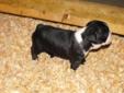 5 BOSTON TERRIER PUPPIES all sold