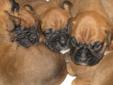 6 Boxer Puppies For Sale! Check out their YouTube video too.