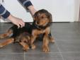 6 Cross Golden Retriever/Lab Puppies