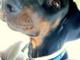 6 month old doberman for sale! all trained, all needled!