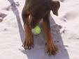 6 month old doberman for sale! all trained, all needled!