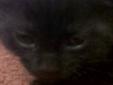 6 week old black Polydactyl kitten