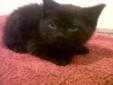 6 week old black Polydactyl kitten