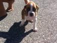 7 PUPPIES LEFT FOR A LITTER OF PUREBRED BOXERS!