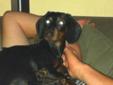 8 month old dachshund for sale to loving home