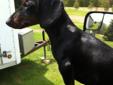 8 month old dachshund for sale to loving home