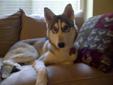 8 months old - Siberian husky available for adoption