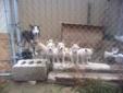 8 Pure Husky Puppies