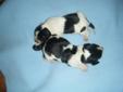 8 Purebred Beagle Puppies
