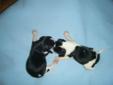 8 Purebred Beagle Puppies