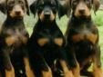 Accepting Reservations for Doberman Pinscher Pups