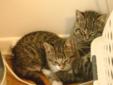 Ack-4 kittens rescued from shed-going in pairs (Bathurst and Egl