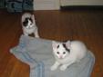 Adorable Female Kittens Ready to Go!
