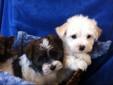 Adorable Havanese puppies