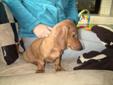 Adorable Miniature Daschund Puppy - 16 Weeks Old