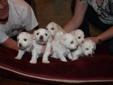 Adorable Pure Bred Bichon Frise Puppies for Sale