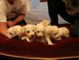 Adorable Pure Bred Bichon Frise Puppies for Sale