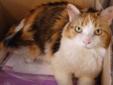 Adult Female Cat - Calico Domestic Medium Hair: 