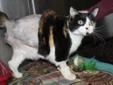 Adult Female Cat - Calico: 
