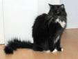 Adult Female Cat - Domestic Medium Hair-black and white: 