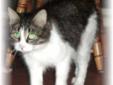 Adult Female Cat - Domestic Short Hair - gray and white: 