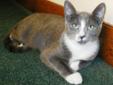 Adult Female Cat - Domestic Short Hair - gray and white