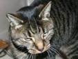 Adult Female Cat - Domestic Short Hair-gray Tabby: 