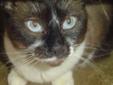 Adult Female Cat - Siamese: 