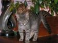 Adult Female Cat - Tabby - Grey: 