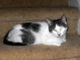 Adult Female Cat - Tabby - white: 