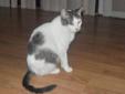 Adult Female Cat - Tabby - white: 