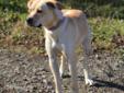 Adult Female Dog - Boxer Labrador Retriever: 