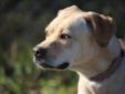 Adult Female Dog - Boxer Labrador Retriever: 