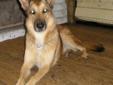 Adult Female Dog - German Shepherd Dog Husky: 