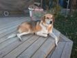 Adult Female Dog - Golden Retriever Beagle: 