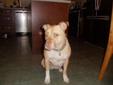 Adult Female Dog - Shar Pei Pit Bull Terrier: 