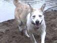 Adult Female Dog - Siberian Husky: 