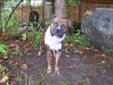 Adult Female Dog - Staffordshire Bull Terrier Boxer: 