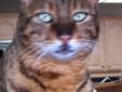 Adult Male Bengal $600.00