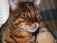 Adult Male Bengal $600.00