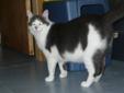 Adult Male Cat - Domestic Short Hair - gray and white: 