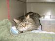 Adult Male Cat - Domestic Short Hair Tabby - Brown: 