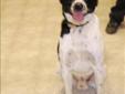 Adult Male Dog - American Staffordshire Terrier Border Collie