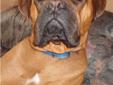 Adult Male Dog - Boxer Mastiff: 